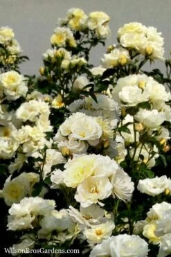 Popcorn Drift Groundcover Rose - 3 Gallon Pot -SHRUBS and BUSHES Shop Rose Drift Popcorn 16