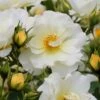 Popcorn Drift Groundcover Rose - 3 Gallon Pot -SHRUBS and BUSHES Shop Rose Drift Popcorn 19
