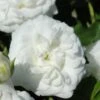 White Drift Rose - 1 Gallon Pot -SHRUBS and BUSHES Shop Rose Drift White 10