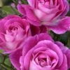 Easy To Please Rose - 3 Gallon Pot -SHRUBS and BUSHES Shop Rose Easy To Please 1