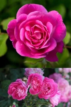 Easy To Please Rose - 3 Gallon Pot -SHRUBS and BUSHES Shop Rose Easy To Please 2