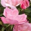 Blushing Knock Out Rose - 1 Gallon Pot 2 Blushing Knock Out Rose - 1 Gallon Pot -SHRUBS and BUSHES Shop Rose Knock Out Blushing Pink 1