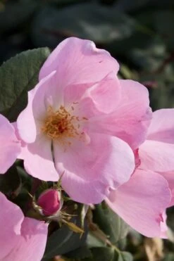Blushing Knock Out Rose - 1 Gallon Pot -SHRUBS and BUSHES Shop Rose Knock Out Blushing Pink 2