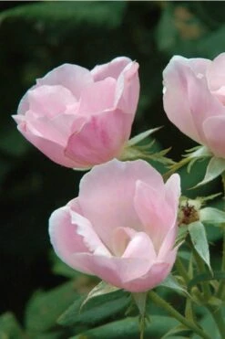 Blushing Knock Out Rose - 1 Gallon Pot -SHRUBS and BUSHES Shop Rose Knock Out Blushing Pink 5