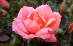 Coral Knock Out Rose - 1 Gallon Pot -SHRUBS and BUSHES Shop Rose Knock Out Coral 21