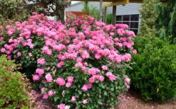 Pink Double Knock Out Rose - 2 Gallon Pot -SHRUBS and BUSHES Shop Rose Knock Out Double Pink 2