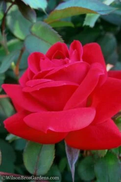 Red Double Knock Out Rose - 1 Gallon Pot 10 Red Double Knock Out Rose - 1 Gallon Pot -SHRUBS and BUSHES Shop Rose Knock Out Double Red 10