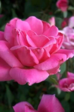 Pink Double Knock Out Rose - 2 Gallon Pot -SHRUBS and BUSHES Shop Rose Knock Out Pink Double 10