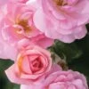 Peachy Knock Out Rose - 1 Gallon Pot -SHRUBS and BUSHES Shop Rose Knock Peachy 5