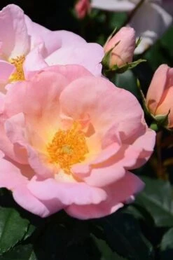 Peachy Knock Out Rose - 1 Gallon Pot -SHRUBS and BUSHES Shop Rose Knock Peachy 6