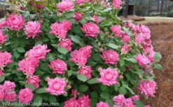 Pink Double Knock Out Rose - 2 Gallon Pot -SHRUBS and BUSHES Shop Rose Knockout Pink Double 21