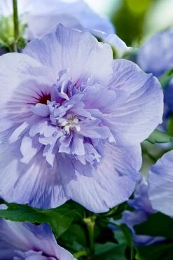 Blue Chiffon Rose Of Sharon - 2 Gallon Pot -SHRUBS and BUSHES Shop Rose Of Sharon Blue Chiffon 10 1