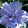 Blue Chiffon Rose Of Sharon - 2 Gallon Pot 1 Blue Chiffon Rose Of Sharon - 2 Gallon Pot -SHRUBS and BUSHES Shop Rose Of Sharon Blue Chiffon 11 1