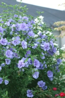 Blue Chiffon Rose Of Sharon - 2 Gallon Pot -SHRUBS and BUSHES Shop Rose Of Sharon Blue Chiffon 5 1