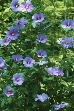Blue Satin Rose Of Sharon - Hibiscus - Althea - 2 Gallon Pot -SHRUBS and BUSHES Shop Rose Of Sharon Blue Satin 11