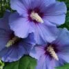 Blue Satin Rose Of Sharon - Hibiscus - Althea - 2 Gallon Pot -SHRUBS and BUSHES Shop Rose Of Sharon Blue Satin 14