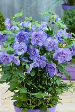 Blue Chiffon Rose Of Sharon - 1 Gallon Pot -SHRUBS and BUSHES Shop Rose Of Sharon BlueChiffon 6 2