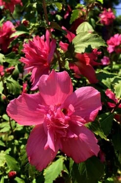 Lucy Rose Of Sharon (Single Trunk Tree) - 7 Gallon Pot (4-5') 13 Lucy Rose Of Sharon (Single Trunk Tree) - 7 Gallon Pot (4-5') -SHRUBS and BUSHES Shop Rose Of Sharon Lucy 13