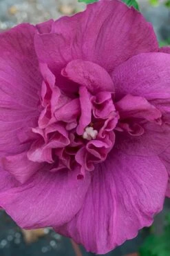 Magenta Chiffon Rose Of Sharon (Hibiscus Syriacus) - 5 Gallon Pot 15 Magenta Chiffon Rose Of Sharon (Hibiscus Syriacus) - 5 Gallon Pot -SHRUBS and BUSHES Shop Rose Of Sharon Magenta Chiffon 4