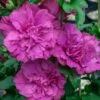 Magenta Chiffon Rose Of Sharon (Hibiscus Syriacus) - 5 Gallon Pot 1 Magenta Chiffon Rose Of Sharon (Hibiscus Syriacus) - 5 Gallon Pot -SHRUBS and BUSHES Shop Rose Of Sharon Magenta Chiffon 5