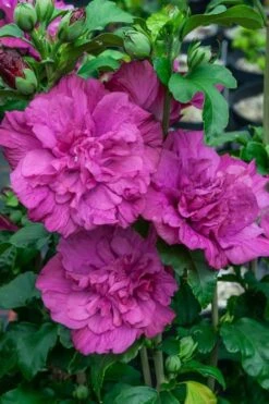 Magenta Chiffon Rose Of Sharon (Hibiscus Syriacus) - 5 Gallon Pot