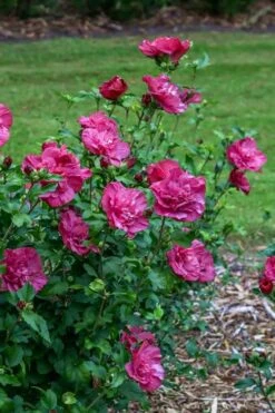 Magenta Chiffon Rose Of Sharon (Hibiscus Syriacus) - 5 Gallon Pot 14 Magenta Chiffon Rose Of Sharon (Hibiscus Syriacus) - 5 Gallon Pot -SHRUBS and BUSHES Shop Rose Of Sharon Magenta Chiffon 6