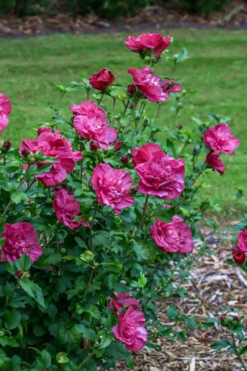 Magenta Chiffon Rose Of Sharon (Hibiscus Syriacus) - 5 Gallon Pot 8 Magenta Chiffon Rose Of Sharon (Hibiscus Syriacus) - 5 Gallon Pot - Image 6