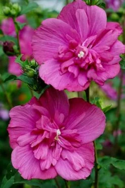 Magenta Chiffon Rose Of Sharon (Hibiscus Syriacus) - 5 Gallon Pot 12 Magenta Chiffon Rose Of Sharon (Hibiscus Syriacus) - 5 Gallon Pot -SHRUBS and BUSHES Shop Rose Of Sharon Magenta Chiffon 8