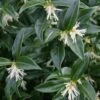 Confused Sweet Box (Sarcococca Confusa) - 6 Pack Of 1 Gallon Pots -SHRUBS and BUSHES Shop Sarcacocca 500x750 2