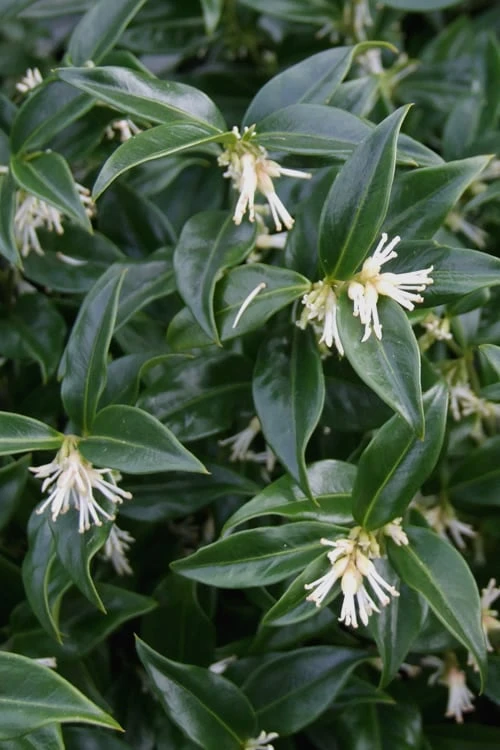 Confused Sweet Box (Sarcococca Confusa) - 6 Pack Of 1 Gallon Pots 3 Confused Sweet Box (Sarcococca Confusa) - 6 Pack Of 1 Gallon Pots