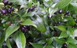 Confused Sweet Box (Sarcococca Confusa) - 6 Pack Of 1 Gallon Pots 16 Confused Sweet Box (Sarcococca Confusa) - 6 Pack Of 1 Gallon Pots -SHRUBS and BUSHES Shop Sarcacocca Confusa Berries 10 1