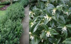 Confused Sweet Box (Sarcococca Confusa) - 1 Gallon Pot -SHRUBS and BUSHES Shop Sarcacocca Confusa Berries 2