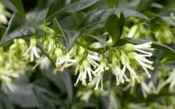 Confused Sweet Box (Sarcococca Confusa) - 1 Gallon Pot -SHRUBS and BUSHES Shop Sarcacocca Confusa Flowers 5