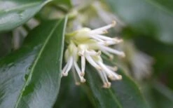 Confused Sweet Box (Sarcococca Confusa) - 6 Pack Of 1 Gallon Pots 13 Confused Sweet Box (Sarcococca Confusa) - 6 Pack Of 1 Gallon Pots -SHRUBS and BUSHES Shop Sarcococca Confusa Sweet Box Flower Closeup 1