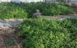 Confused Sweet Box (Sarcococca Confusa) - 1 Gallon Pot -SHRUBS and BUSHES Shop Sarcococca Confusa Sweet Box In Landscape