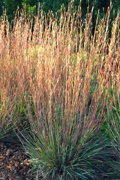 Carousel Little Bluestem Grass (Schizachyrium Scoparium) - 1 Gallon Pot 6 Carousel Little Bluestem Grass (Schizachyrium Scoparium) - 1 Gallon Pot - Image 4