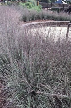 Carousel Little Bluestem Grass (Schizachyrium Scoparium) - 1 Gallon Pot 17 Carousel Little Bluestem Grass (Schizachyrium Scoparium) - 1 Gallon Pot -SHRUBS and BUSHES Shop Schizachyrium scoparium carousel little bluestem grass 10