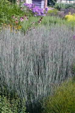 Carousel Little Bluestem Grass (Schizachyrium Scoparium) - 1 Gallon Pot 15 Carousel Little Bluestem Grass (Schizachyrium Scoparium) - 1 Gallon Pot -SHRUBS and BUSHES Shop Schizachyrium scoparium carousel little bluestem grass 2