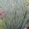 Carousel Little Bluestem Grass (Schizachyrium Scoparium) - 1 Gallon Pot 2 Carousel Little Bluestem Grass (Schizachyrium Scoparium) - 1 Gallon Pot -SHRUBS and BUSHES Shop Schizachyrium scoparium carousel little bluestem grass 3