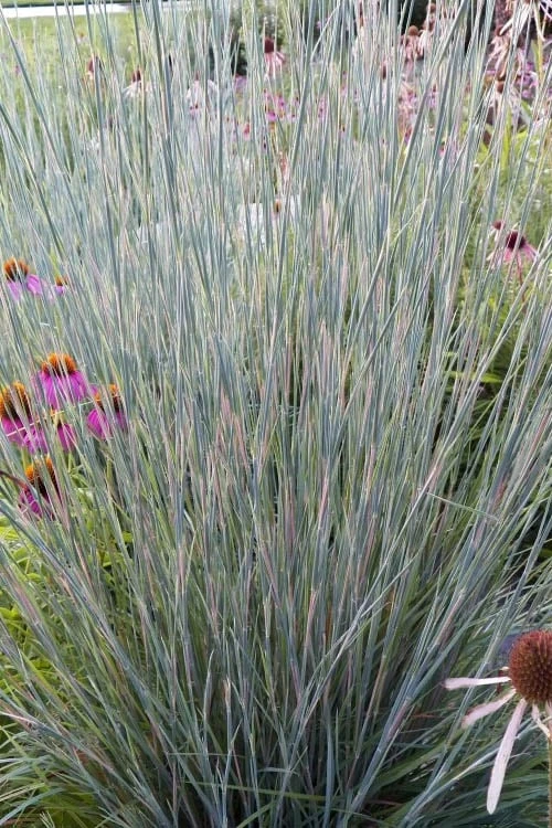 Carousel Little Bluestem Grass (Schizachyrium Scoparium) - 1 Gallon Pot 3 Carousel Little Bluestem Grass (Schizachyrium Scoparium) - 1 Gallon Pot