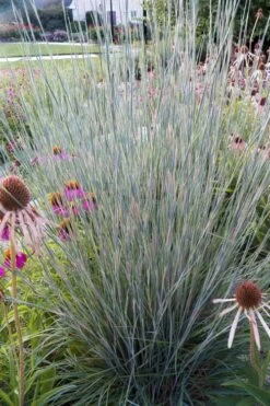 Carousel Little Bluestem Grass (Schizachyrium Scoparium) - 1 Gallon Pot 16 Carousel Little Bluestem Grass (Schizachyrium Scoparium) - 1 Gallon Pot -SHRUBS and BUSHES Shop Schizachyrium scoparium carousel little bluestem grass 4
