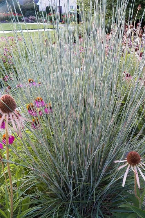 Carousel Little Bluestem Grass (Schizachyrium Scoparium) - 1 Gallon Pot 8 Carousel Little Bluestem Grass (Schizachyrium Scoparium) - 1 Gallon Pot - Image 6