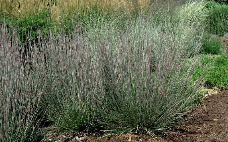 Carousel Little Bluestem Grass (Schizachyrium Scoparium) - 1 Gallon Pot 10 Carousel Little Bluestem Grass (Schizachyrium Scoparium) - 1 Gallon Pot - Image 8