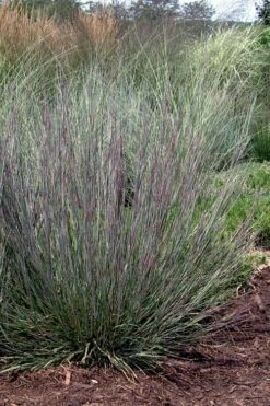 Carousel Little Bluestem Grass (Schizachyrium Scoparium) - 1 Gallon Pot 19 Carousel Little Bluestem Grass (Schizachyrium Scoparium) - 1 Gallon Pot -SHRUBS and BUSHES Shop Schizachyrium scoparium carousel little bluestem grass 9
