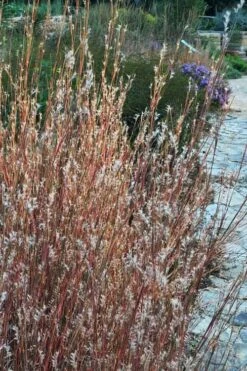 Prairie Blues Little Bluestem Grass (Schizachyrium Scoparium) - 6 Pack Of 1 Gallon Pots -SHRUBS and BUSHES Shop Schizachyrium scoparium prairie blues little bluestem grass 6