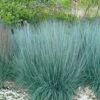 Prairie Blues Little Bluestem Grass (Schizachyrium Scoparium) - 6 Pack Of 1 Gallon Pots 2 Prairie Blues Little Bluestem Grass (Schizachyrium Scoparium) - 6 Pack Of 1 Gallon Pots -SHRUBS and BUSHES Shop Schizachyrium scoparium prairie blues little bluestem grass 7