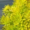 Lemon Ball Sedum - 5 Pack Of Pint Pots -SHRUBS and BUSHES Shop Sedum mexicanum lemon ball 1