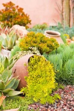 Lemon Ball Sedum - 5 Pack Of Pint Pots -SHRUBS and BUSHES Shop Sedum mexicanum lemon ball 2