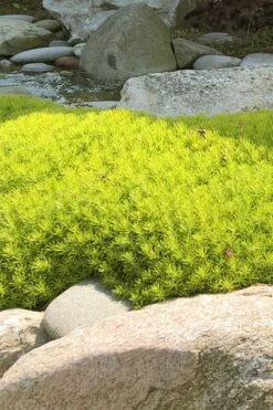 Lemon Ball Sedum - 5 Pack Of Pint Pots -SHRUBS and BUSHES Shop Sedum mexicanum lemon ball 4