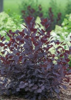 Winecraft Black Smokebush (Cotinus Coggygria) - 3 Gallon Pot -SHRUBS and BUSHES Shop Smokebush Winecraft Black 1